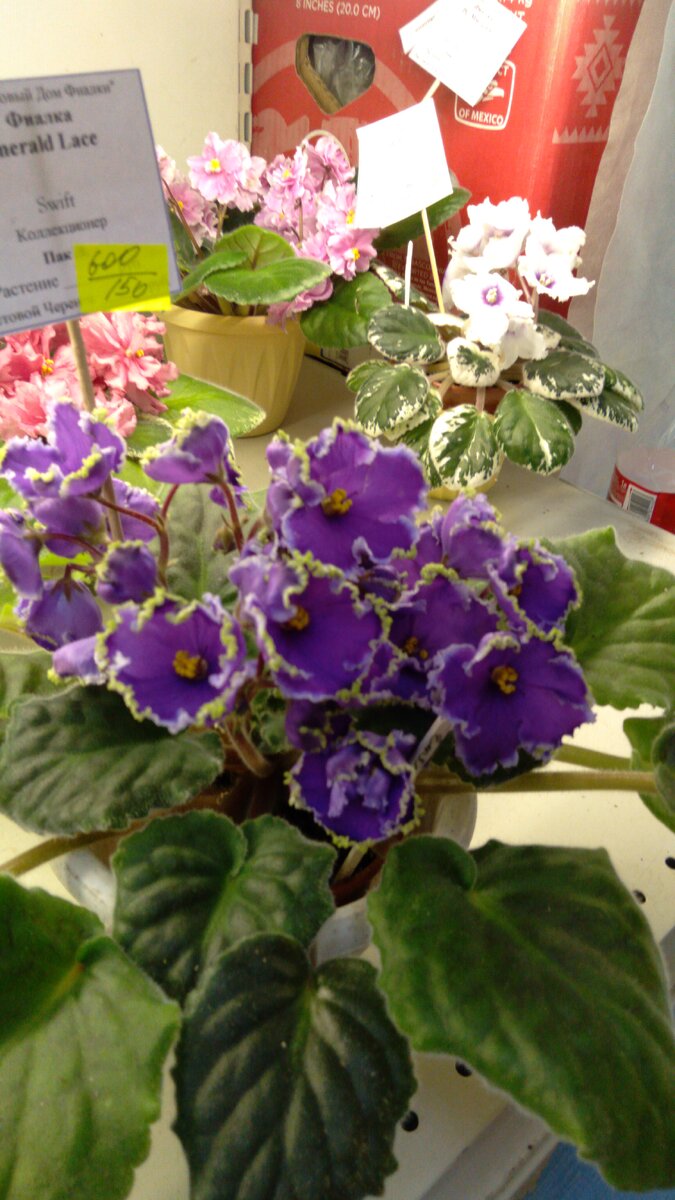 Красотой каждого в отдельности экземпляра можно любоваться долго, а их там тысячи....