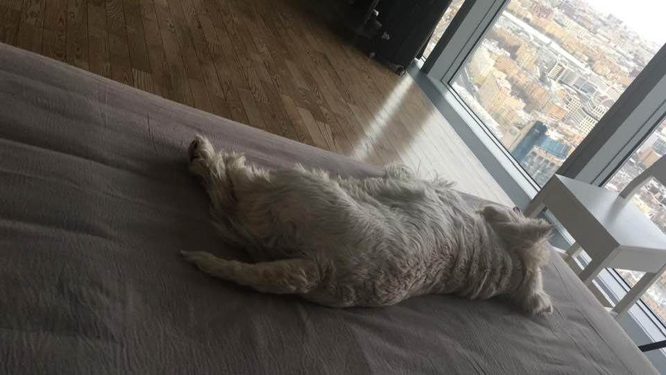 Собачка Фифа спит.