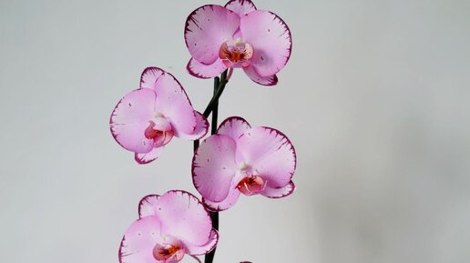 Орхидеи из ткани. Мастер-класс
