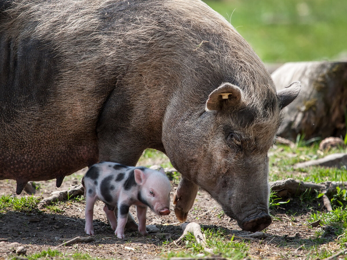 Свинина – это распространенный, питательный и полезный вид мяса, который научились получать раньше других. Так, для крестьян из Европы продолжительное время свинина была единственным мясным продуктом. Даже китайский важный иероглиф «дом» состоит из 2 частей: свинья и крыша. Рассмотрим, чем же еще свинина сохраняет свою популярность и по сей день.
