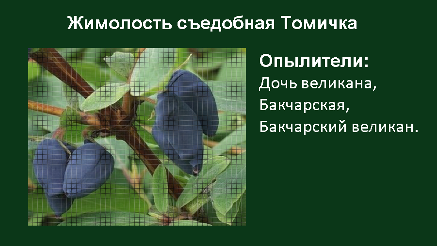 Жимолость индиго опылители. Клумба с жимолость съедобная. Ранние сорта жимолости съедобной для средней полосы. Оранжевая жимолость съедобная ли. Жимолость съедобная Роксолана.