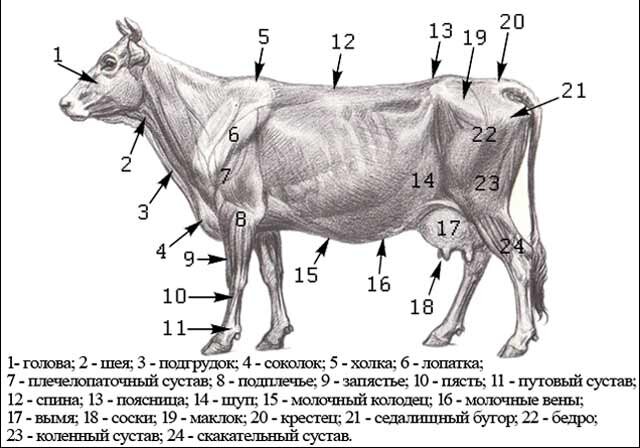 Фото: В Томской области устроили конкурс красоты для коров 