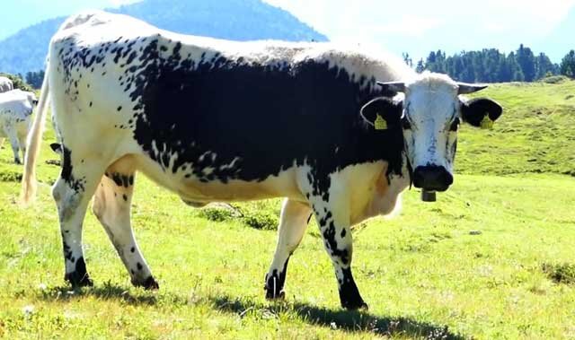  Одним из очень опасных заболеваний является злокачественная катаральная горячка у крупного рогатого скота.