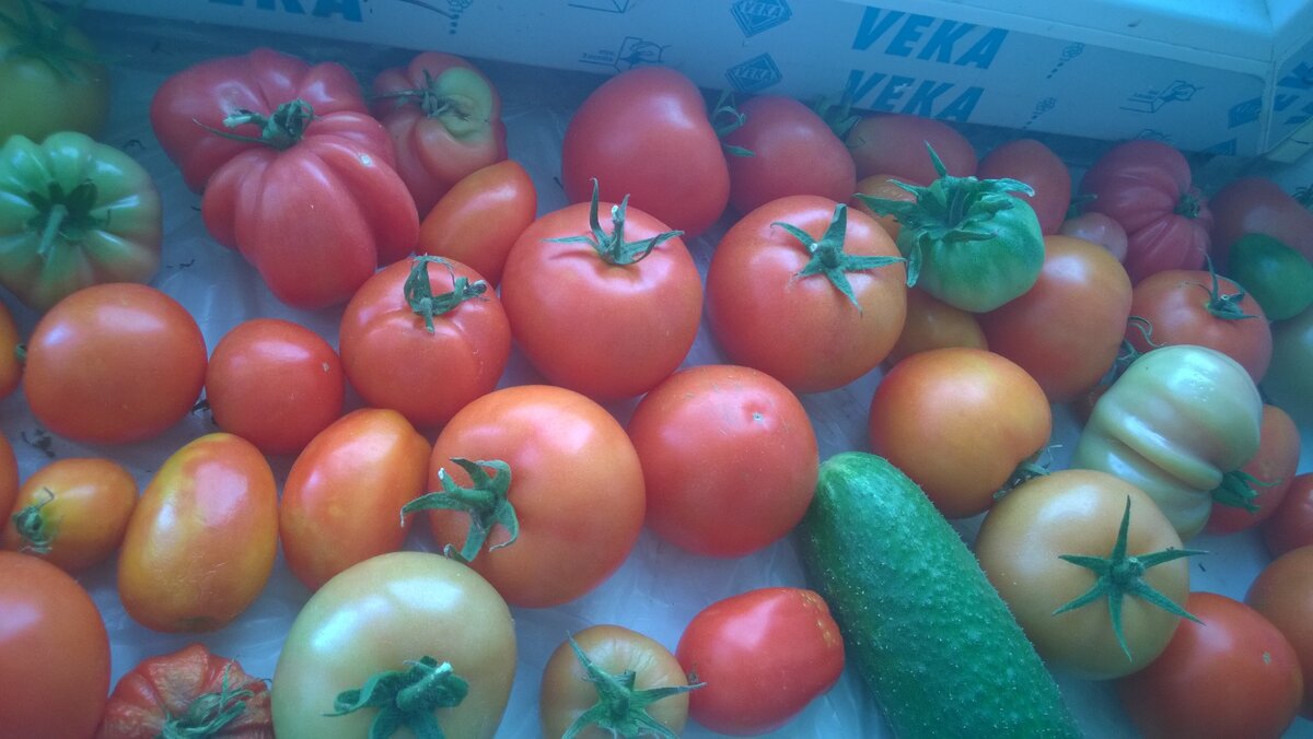 Как заставить быстро краснеть зеленые помидоры на подоконнике