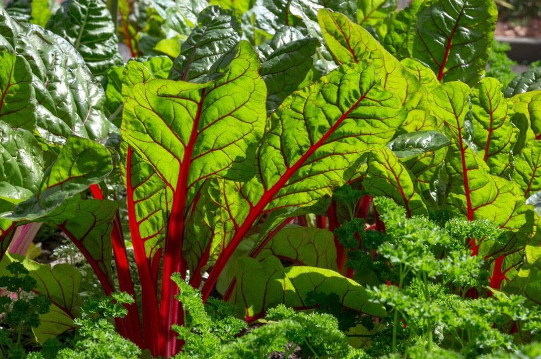 Мангольд очевидно листовой. Фото из Интернета.