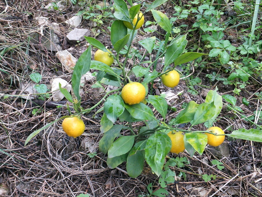 Мандарин миагава васе. Мандарин сорт уншиу. Мандариновое дерево ковано васе. Мандарин ковано васе. Мандарин ковано васе.