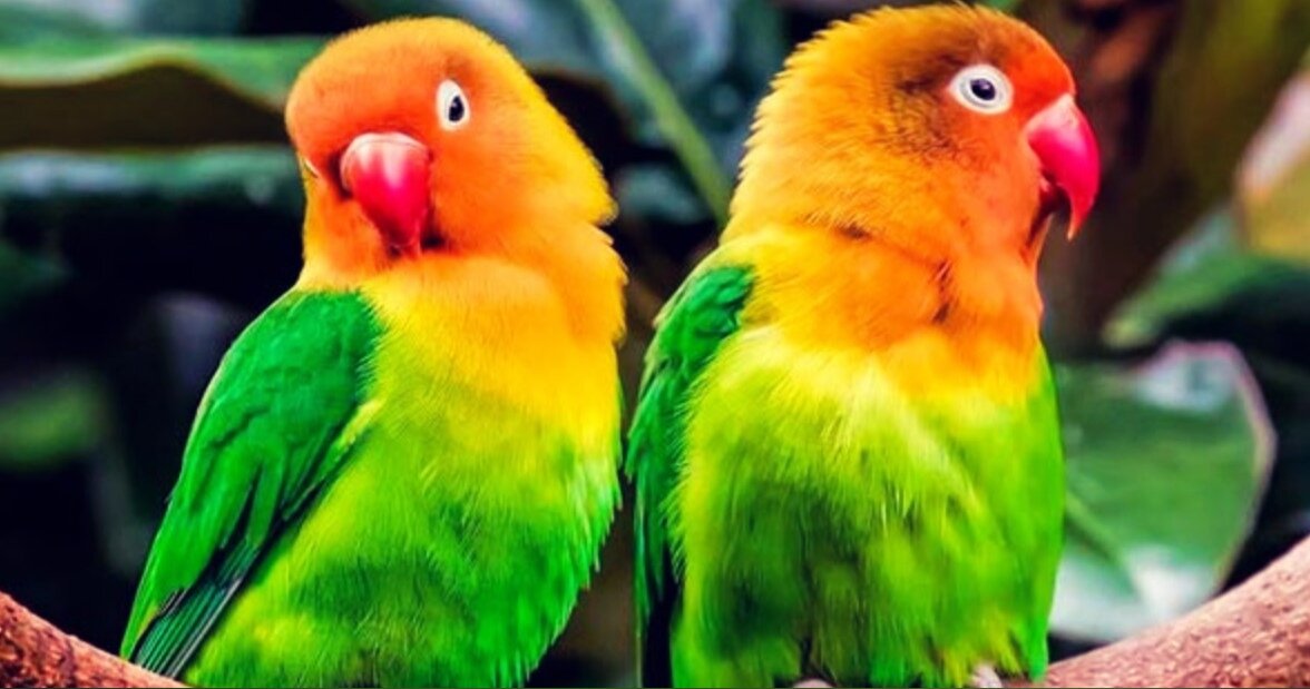 Попугаи неразлучники
