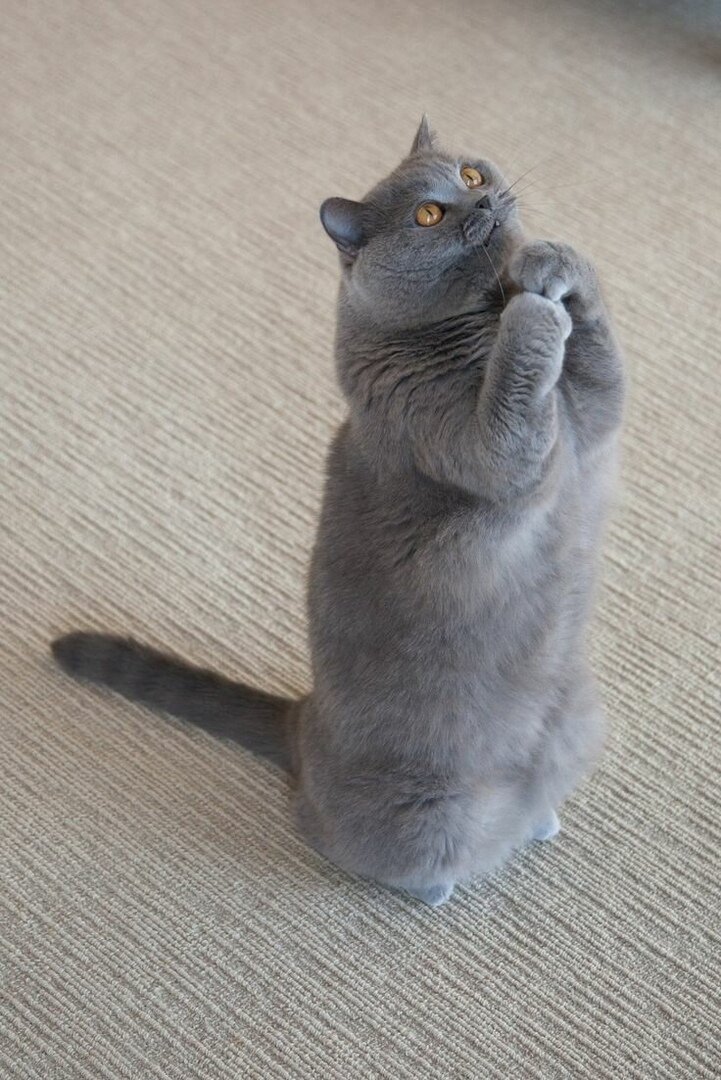 Автор пытается понять что нужно алгоритму.