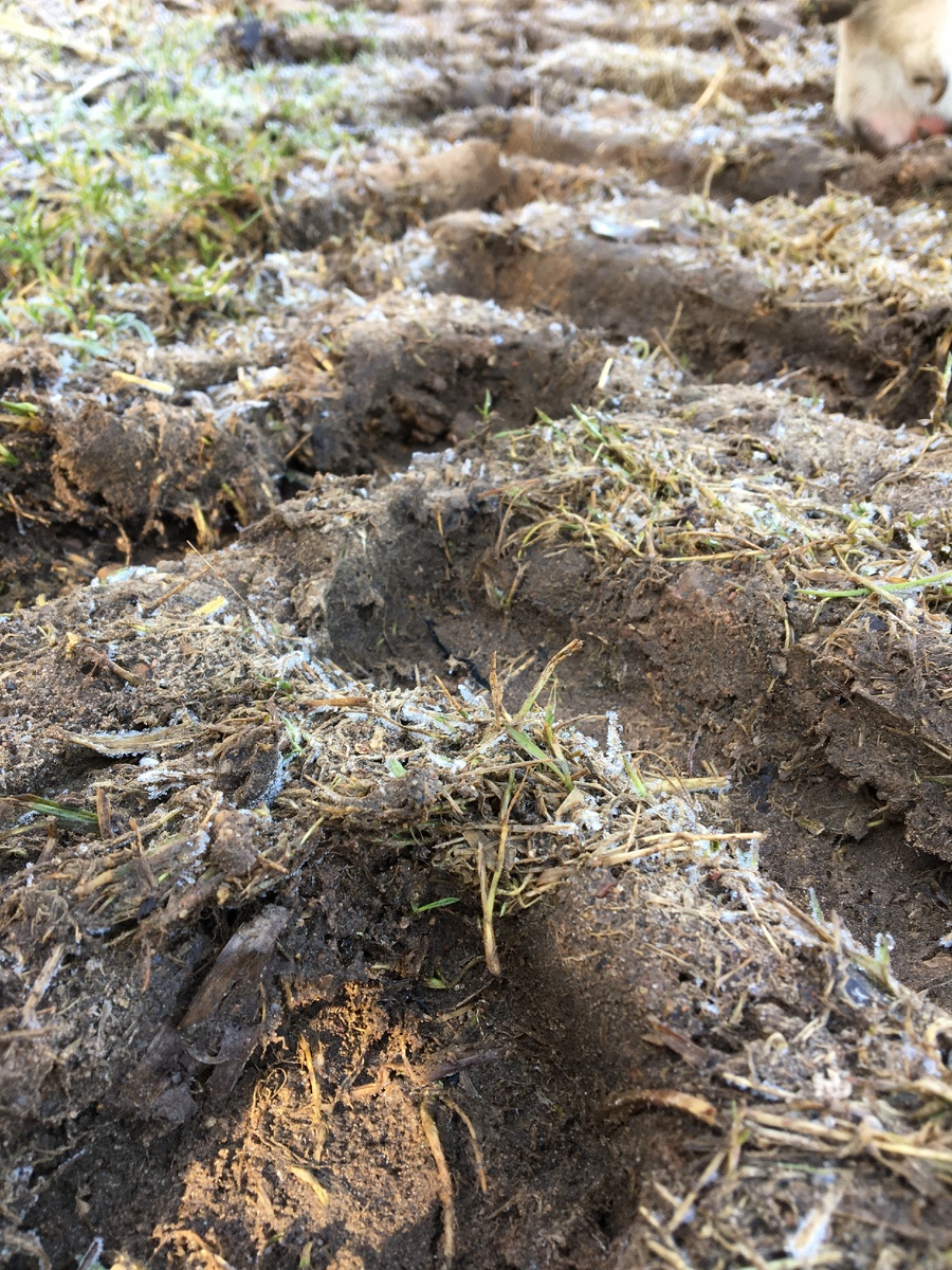 Это мои первые шаги в огородничество