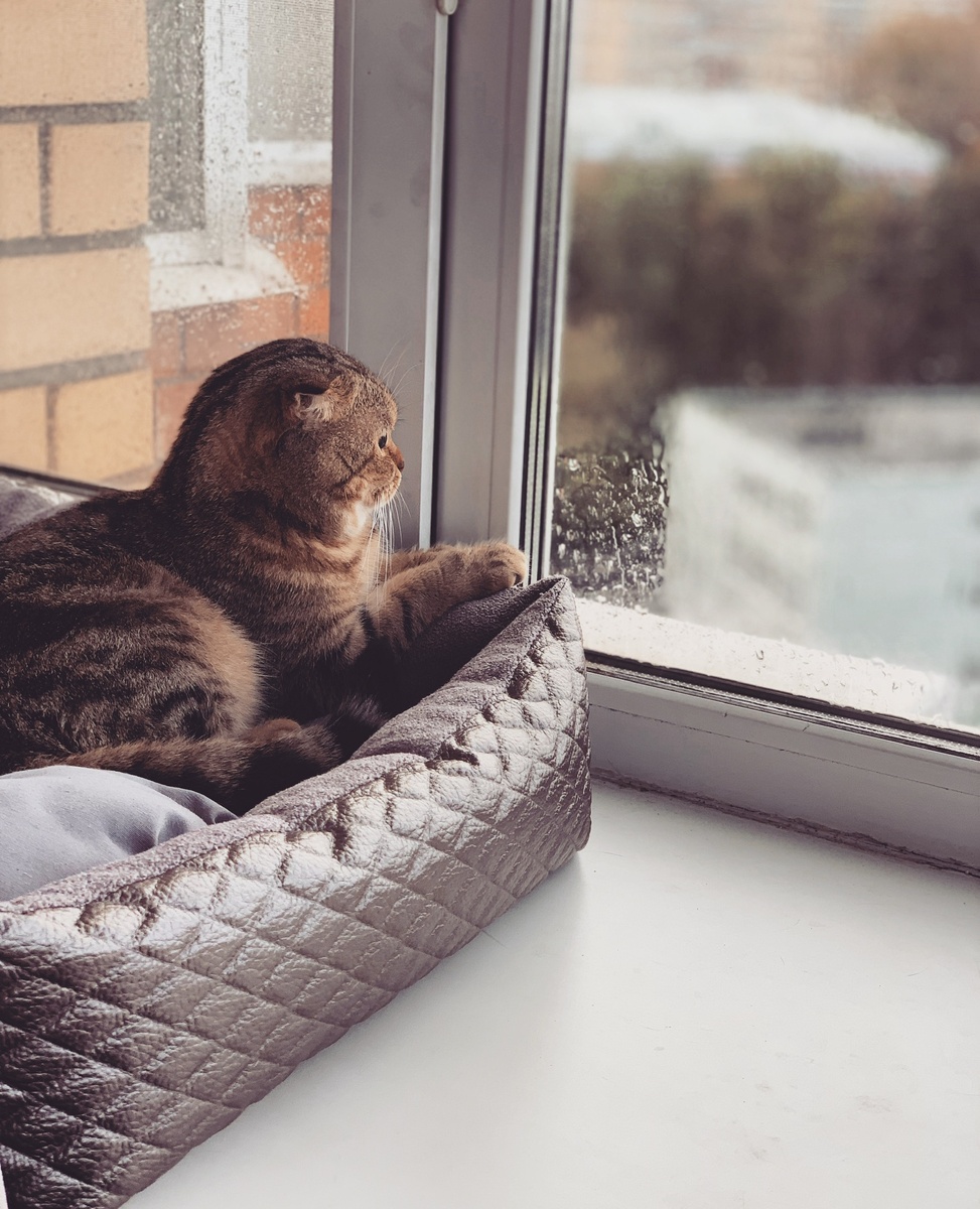 Моя новая лежаночка😻