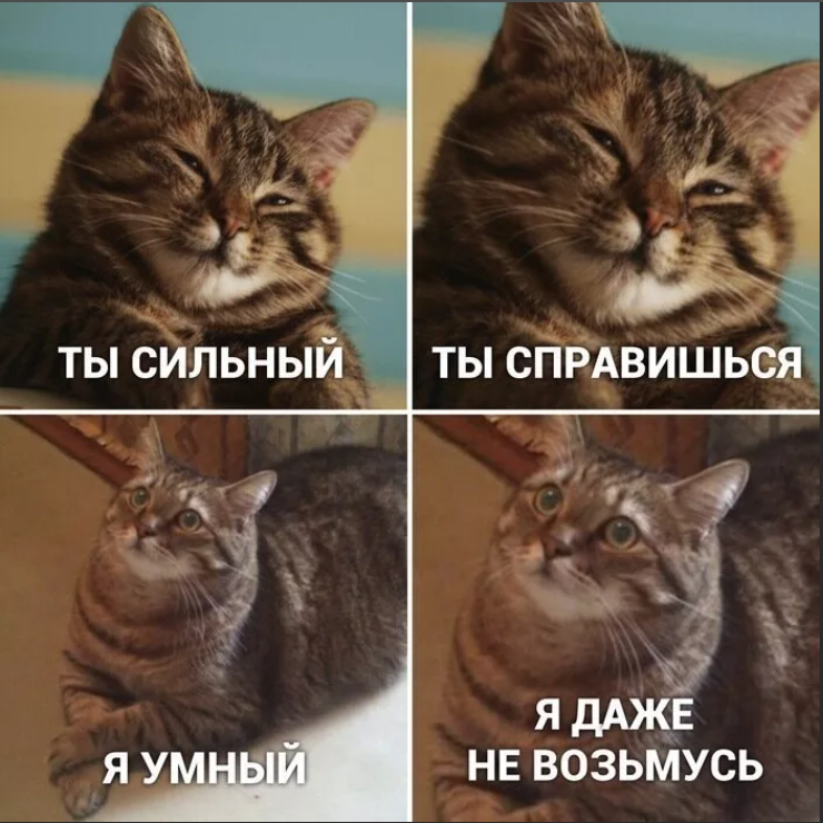 Мемы с котами. Кот Мем. Добрые мемы с котиками. Смешные мемы с котами и надписями. Рождают сильных котят