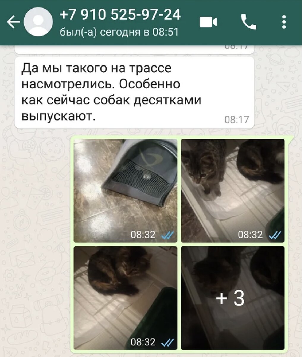 Котята и Ирины