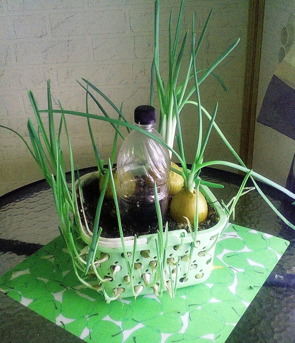 Свежая зелень