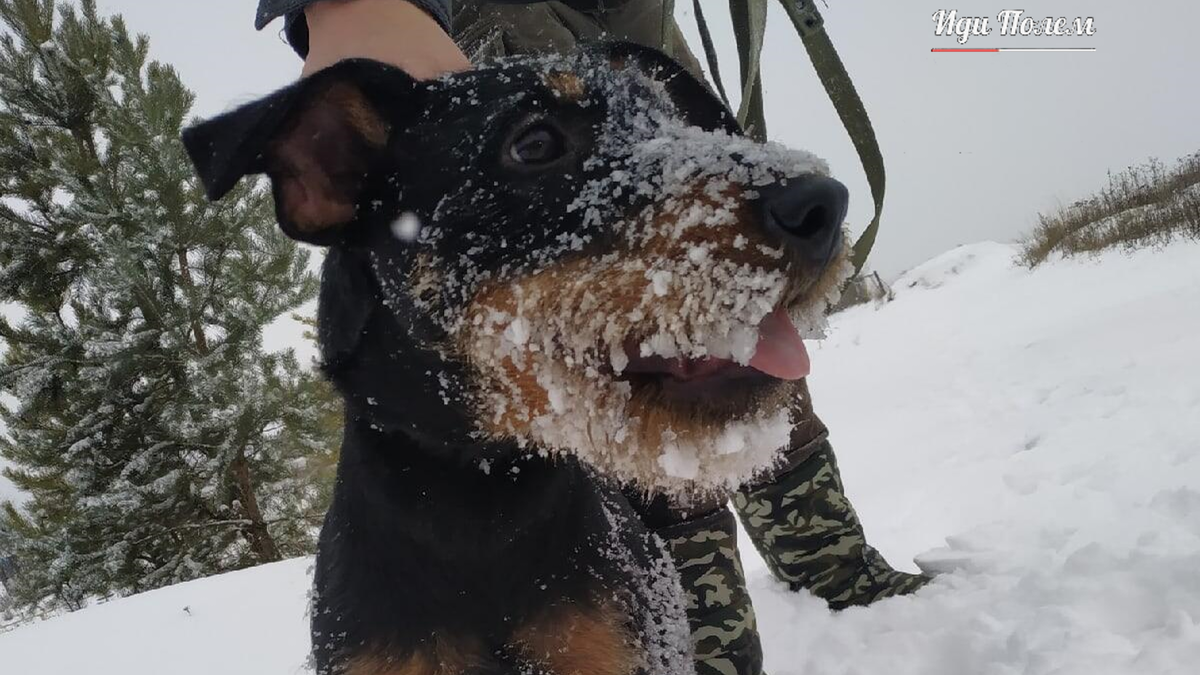 Прогулка по зимнему лесу.