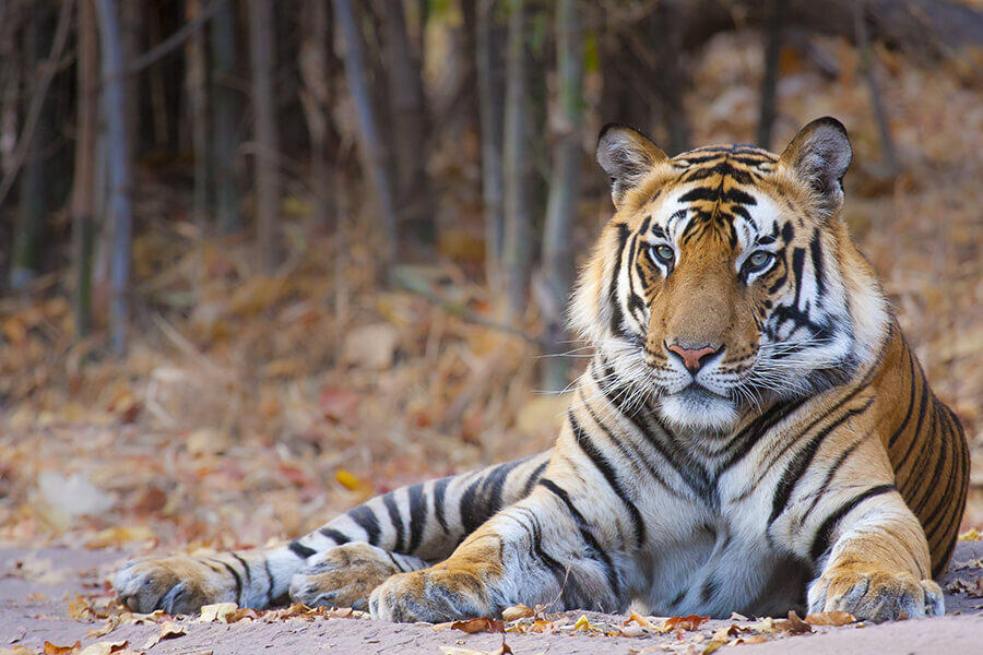 Бенгальские тигры где