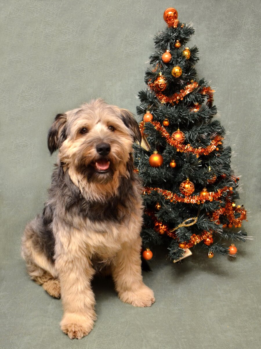 Лахен, бывший постоялец приюта "Лохматая душа", с новогодним приветом из дома. Фото из личного архива