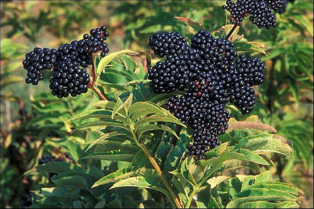 Черные ягоды собирать. Бузина черная Лациниата. Травянистая Бузина (Sambucus ebulus). Бузина (черная, травянистая, красная). Бузина чёрная съедобная.