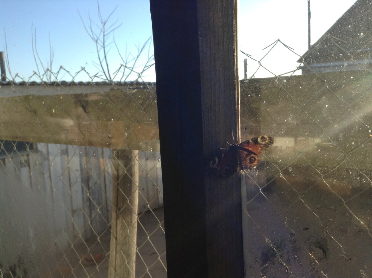 бабочка проснулась