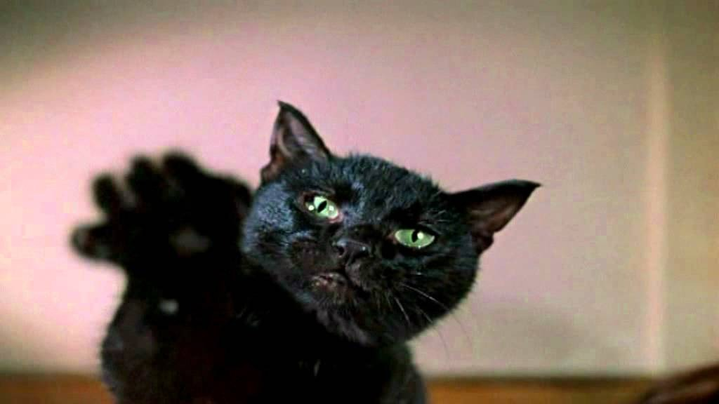 британский кот черный пушистый. черный кот подмигивает. черный кот говорит. черный кот облизывается. черный кот говорит.