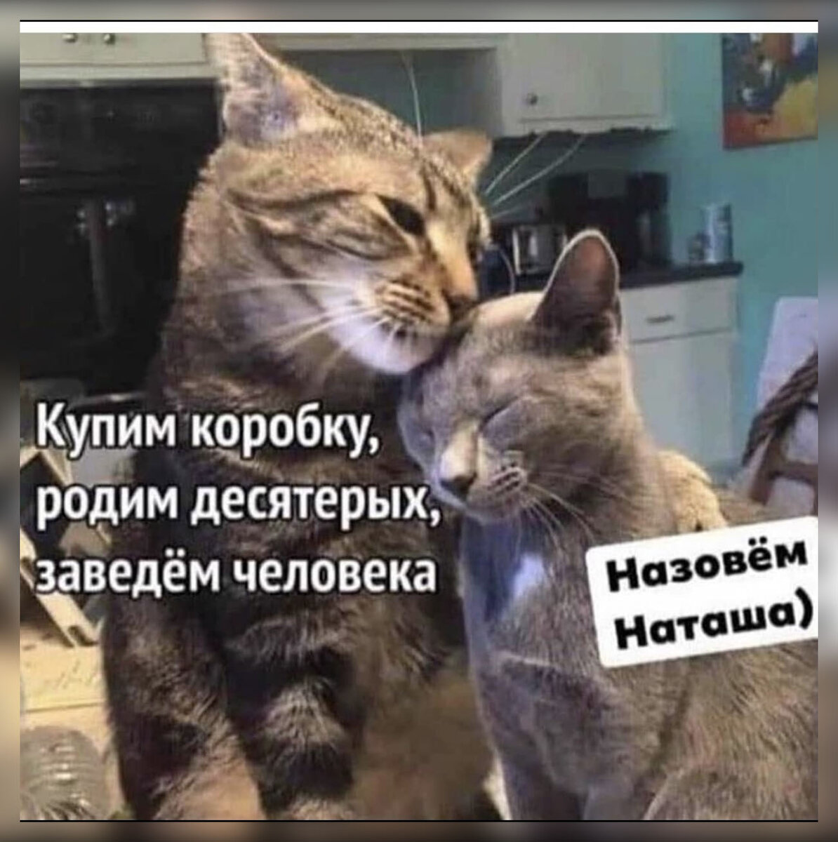 Наташа и коты (71 фото)