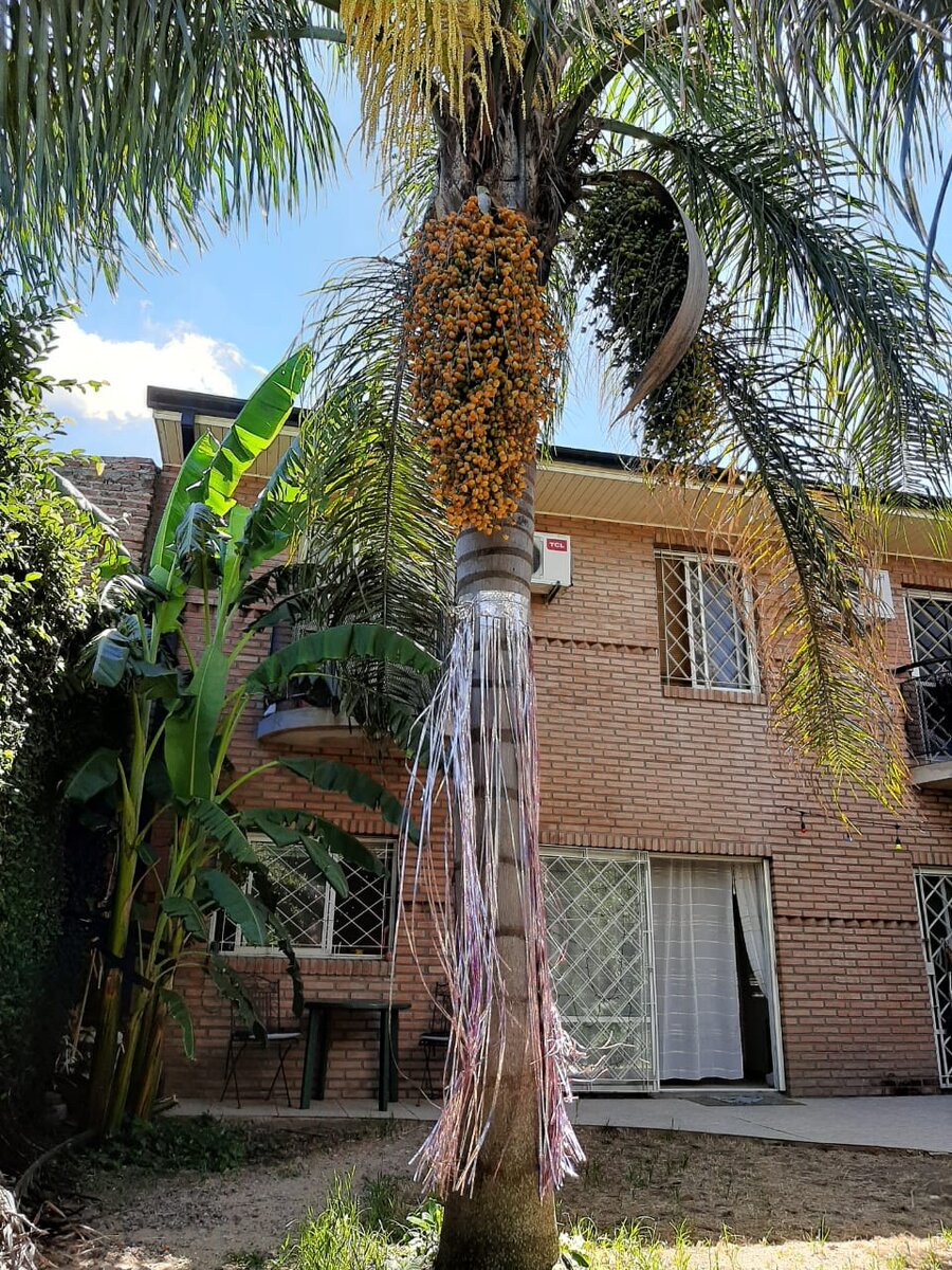 Очень удобно - быстро наряжать и быстро разбирать . И тоже вечнозелёная , ещё и с игрушками  :)