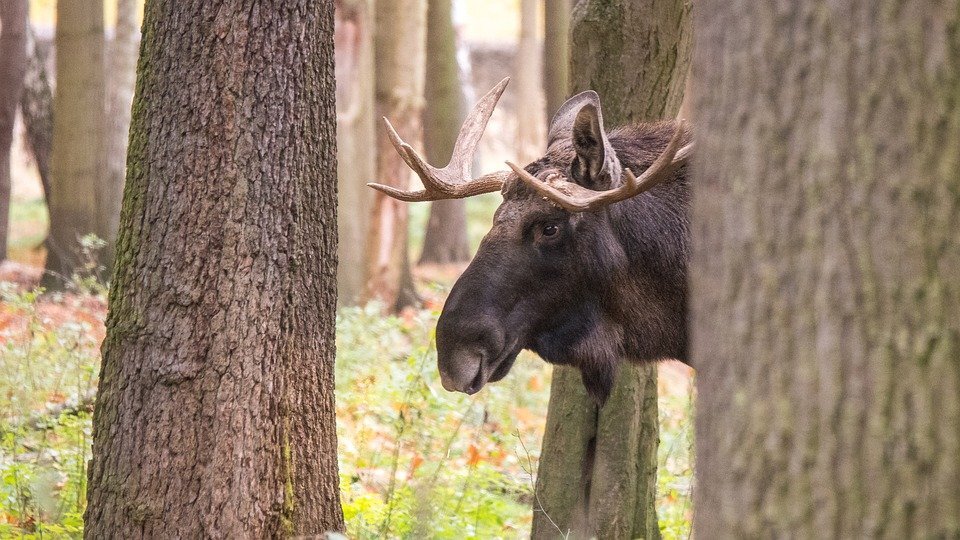 Изображение взято для ознакомления. Ссылка на изображение: https://cdn.pixabay.com/photo/2020/06/09/15/59/elk-5278978_960_720.jpg