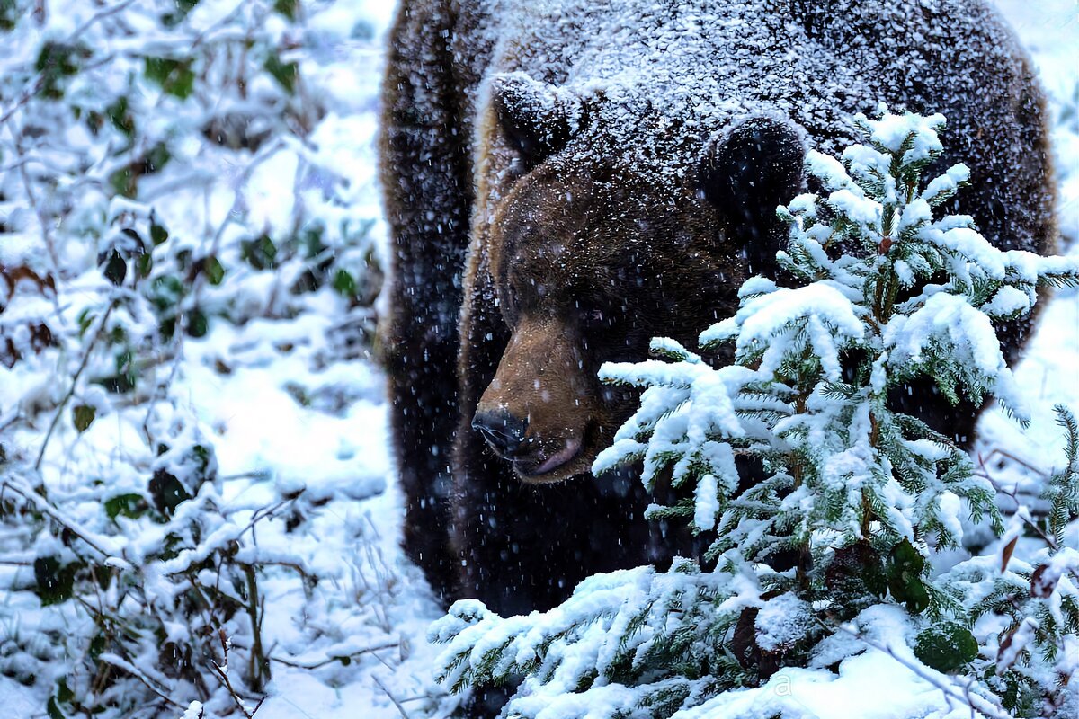 Медведь шатун 2021 зимний