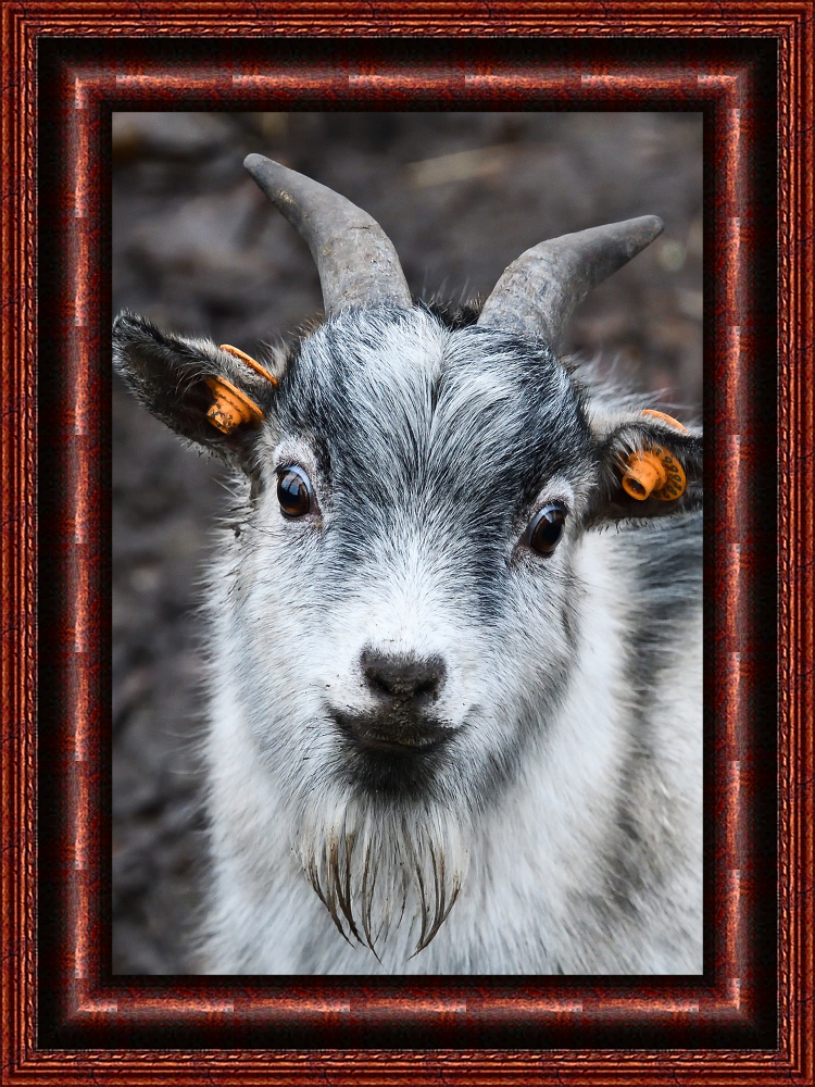 коллаж с использованием фотографии dendoktoor`a