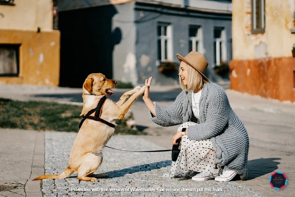 Гулять с собакой нужно не менее полутора часов в день