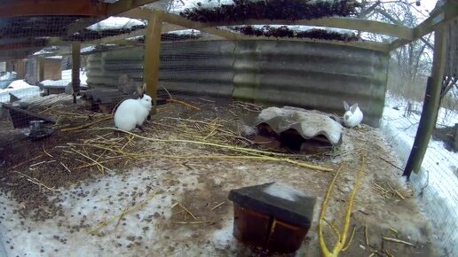 Зимняя сказка в деревне. Кролиководство в деревне. Выжили ли кролики в морозы на улице?