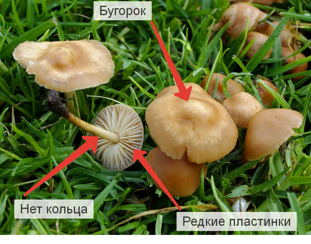 Ложный луговой опенок фото и описание