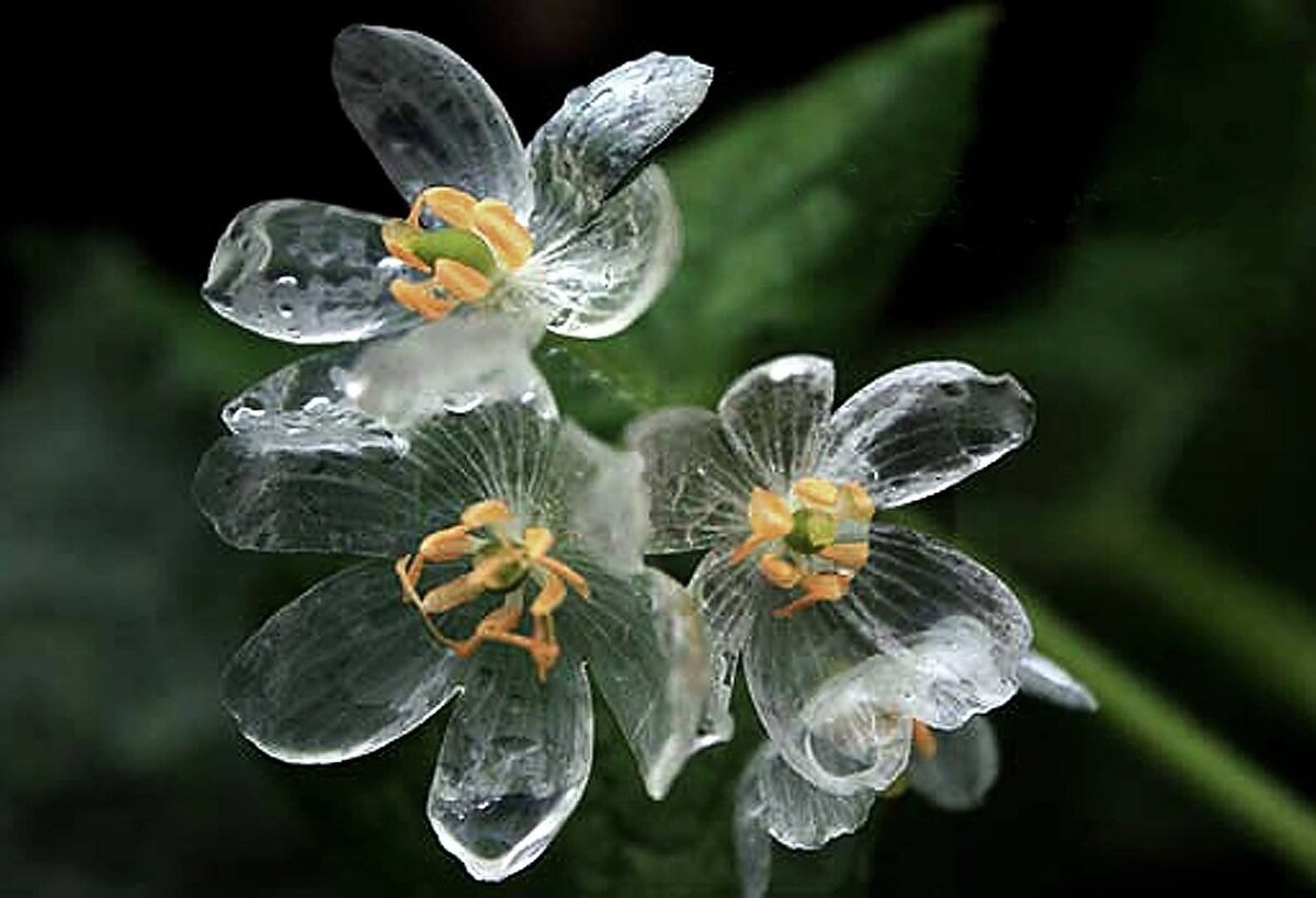 Двулистник (Skeleton Flower)