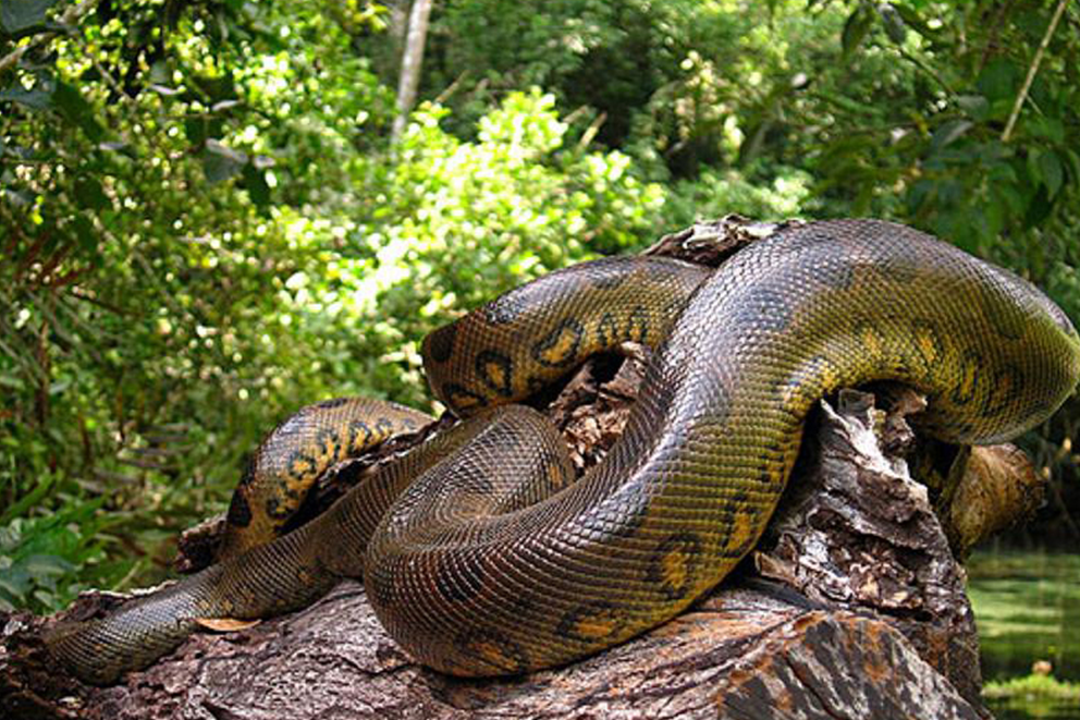 Анаконда. Река Амазонка змея Анаконда. Анаконда в Амазонке. Самая большая змея видео