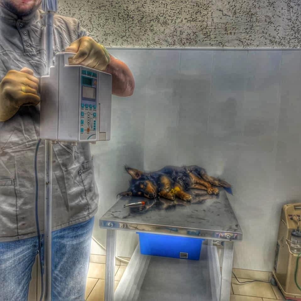 Собачка в ожидание операции