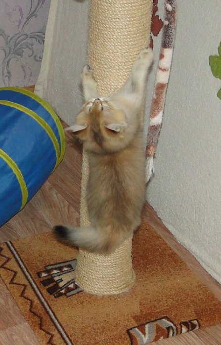 Котенок ползет по когтеточке