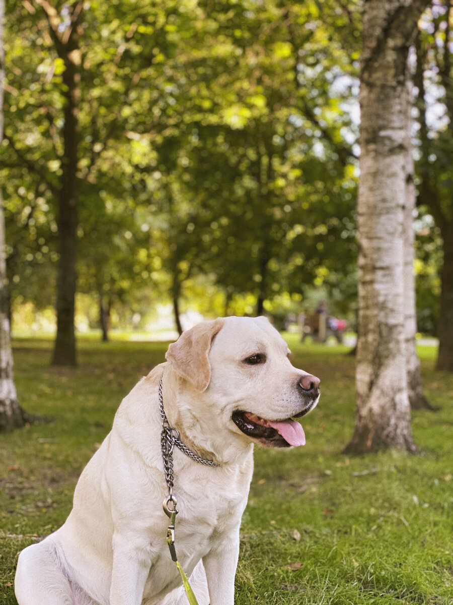 Счастливый лабрадор Сэм