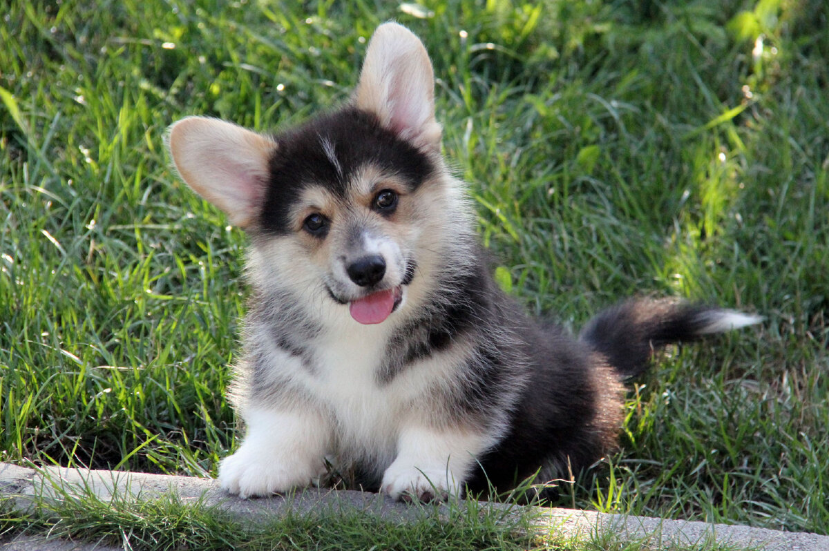 Щенок вельш корги питомника Arhbeauty.com