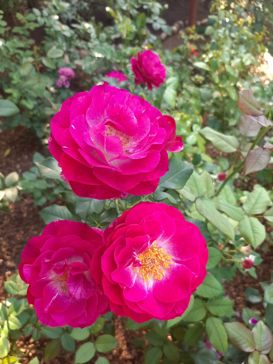  Blue Eden  вчера