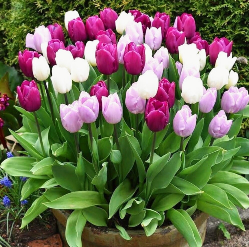 Вот такая красота у меня выросла в этом году!