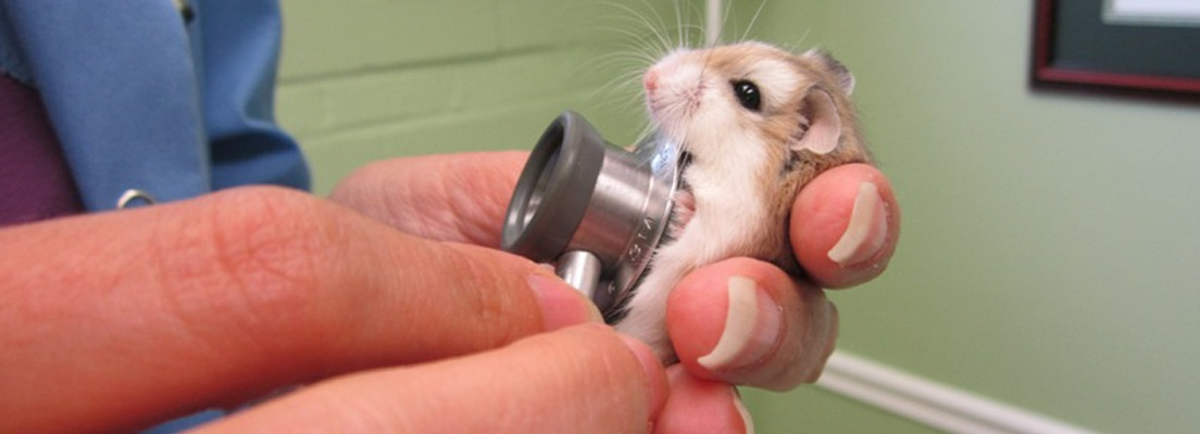 Hamster что делать. Хомяк