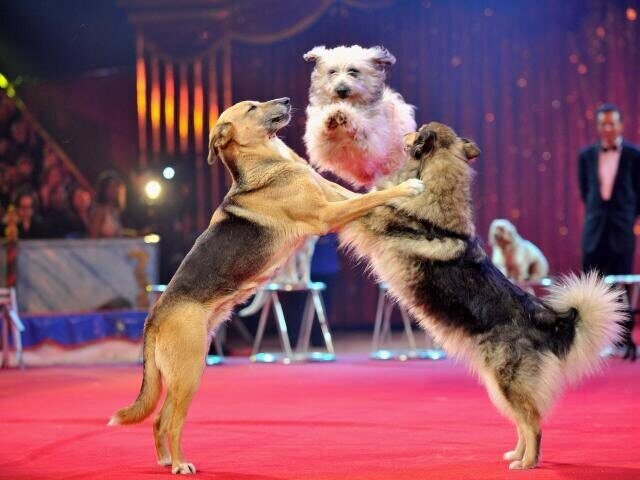 Дрессировка