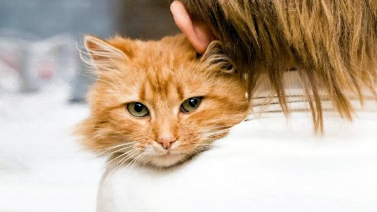 источник фото: fotovmire.ru