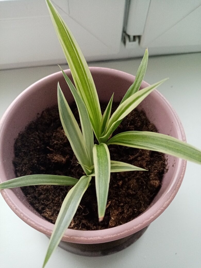 Хлорофитум Гриша. Фото автора.