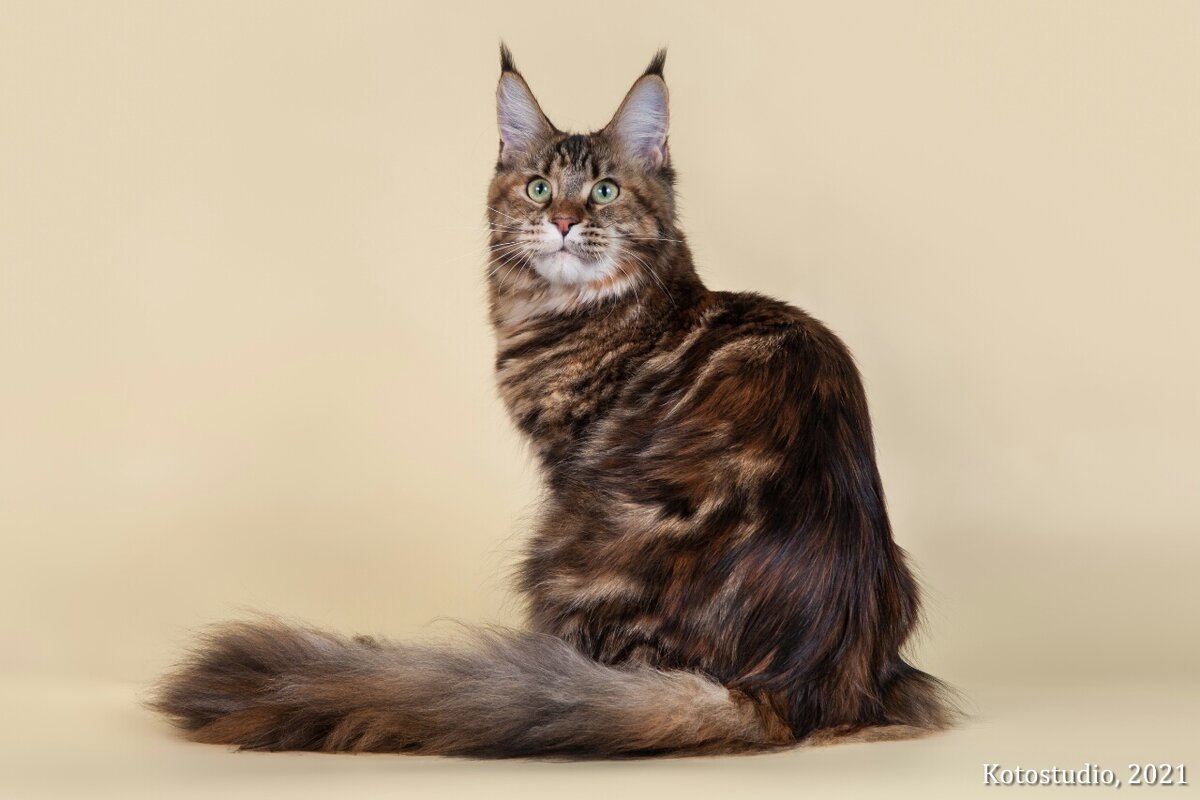 Bereginya of Freya's Pet. f 09 22 -чёрный черепаховый мраморный с белым. 