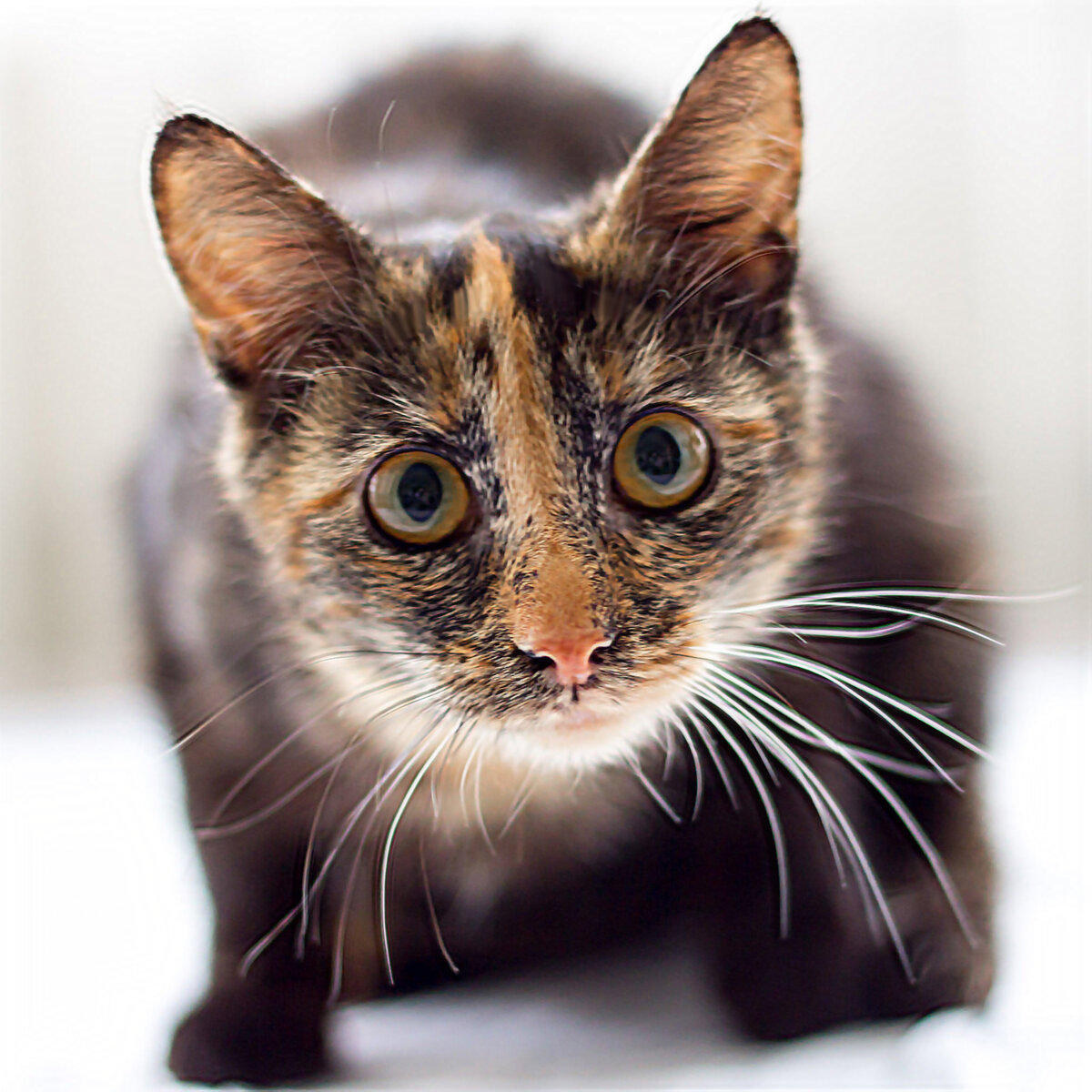 Марго болеет астмой