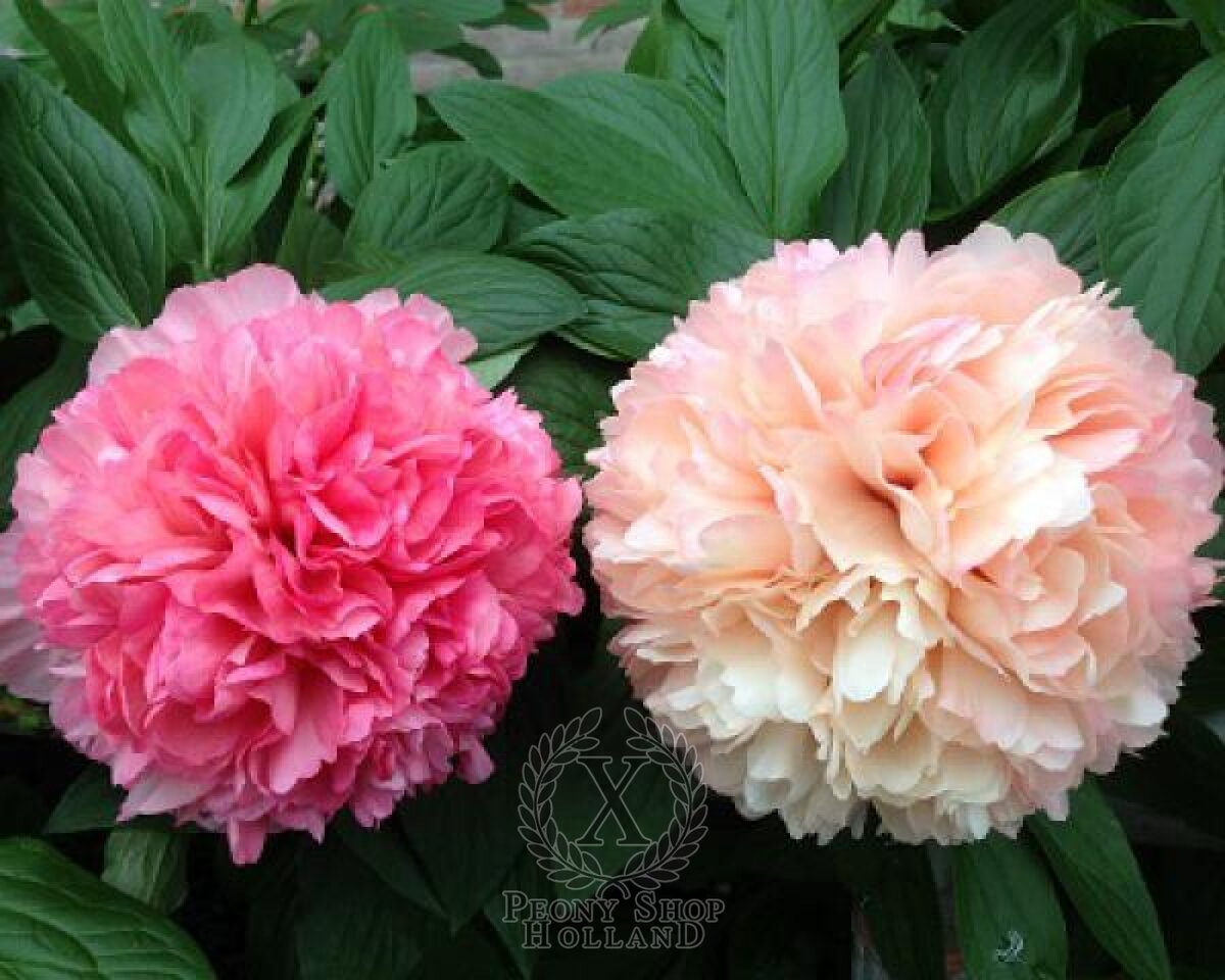 Salmon Hayes ( Bruce Hamilton , New Zealand )