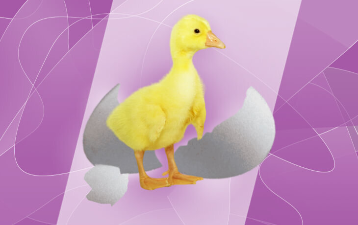 Вывожу гусят в инкубаторе. Что делаю, чтобы не было “головастиков”. Карточка инкубации