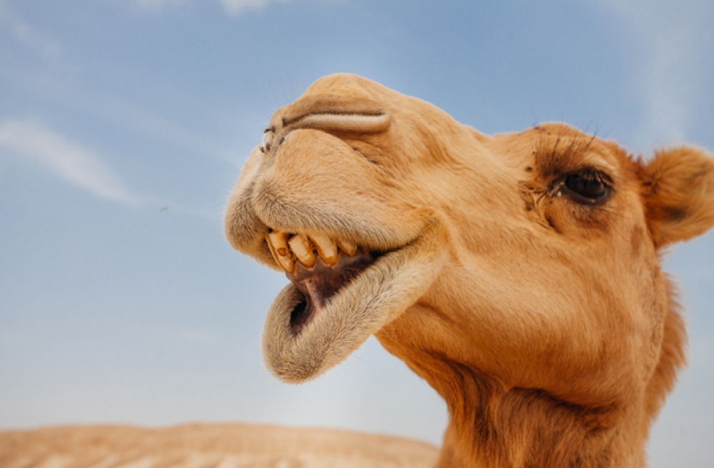 Верблюды — выносливые создания, превосходно приспособленные к жизни в засушливых регионах.