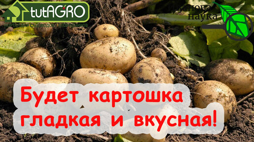 НАГОНЯЕМ УРОЖАЙ КАРТОФЕЛЯ ДАЖЕ БЕЗ ОКУЧИВАНИЯ! СОВМЕСТИМОСТЬ ПОДКОРМОК ДЛЯ ВКУСНОГО И УРОЖАЙНОГО КАРТОФЕЛЯ БЕЗ НИТРАТОВ!