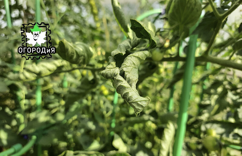 Лист томата закручен лодочкой, сорт Летнее Солнце, 7 июля 2022 г.